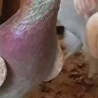 نر سرخ زاجر گمشده