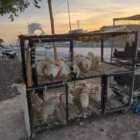 قفس مرغی .کبوتر .حیوانات