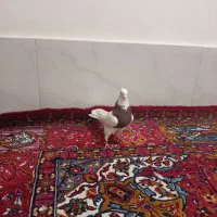 کفتر|پرنده|قم, ولیعصر|دیوار