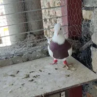 کبوتر طوقی|پرنده|بیرجند, |دیوار