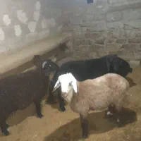 ۶ راس بره نر درجه یک سبک پای پروار