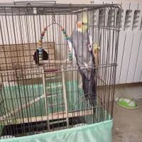 یک جفت عروس هلندی مولد نر و ماده با تخم|پرنده|تهران, امیریه|دیوار