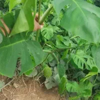 سر قلم،قلمه،گلدان پر برگ تحویل در ترمینال کاوه