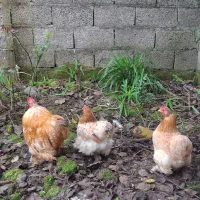 مرغ و خروس کوشین|حیوانات مزرعه|رشت, پاستوریزه|دیوار