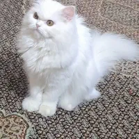 گربه