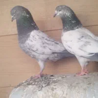 کبوتر رنگی|پرنده|بوشهر, |دیوار