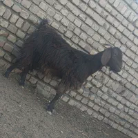 بز آبستن سنگین