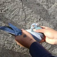 کبوتر المانی و کرمانی|پرنده|زاهدان, |دیوار