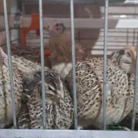 تخم بلدرچین خونگی خوراکی و نطفه دار|حیوانات مزرعه|نجف‌آباد, شهدای غربی|دیوار