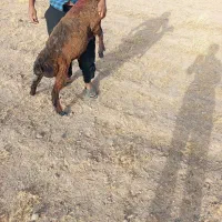 بره ماده