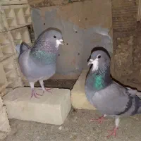 ۳ جفت خرقه|پرنده|اصفهان, جاوان|دیوار