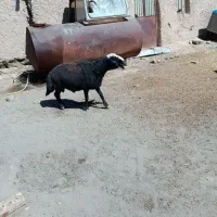 فروش یک راس قوچ ۴دندان درجه یک بابهترین بره ها