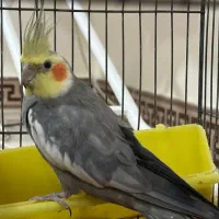 عروس هلندی نرماده مولداماده سالم