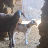 کاور تقلی چهار دندان بره نر