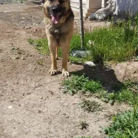 سگ نگهبان|سگ|چهارباغ, |دیوار