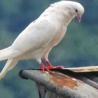 سلام راهنمایی