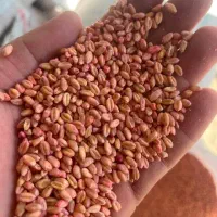 بذر گندم آبی پیشگام  و دیم صدرا