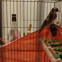 جوجه سهره|پرنده|تهران, باشگاه نفت|دیوار