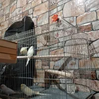 مرغ عشق معمولی|پرنده|قشم, |دیوار