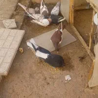 کبوتر|پرنده|تربت‌حیدریه, رجایی|دیوار