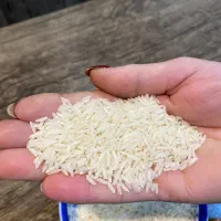 برنج هاشمی شفت کشت امسال