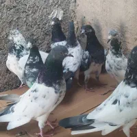 کبوتر پاکستانی|پرنده|خورموج, |دیوار