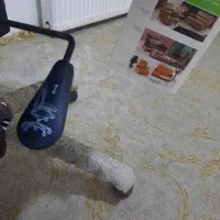 صندلی اداری / صندلی مدیریتی / صندلی کارمندی|مبلمان اداری|ایلام, |دیوار