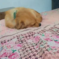 سگ پامر