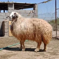فروش گوسفند کشتاری زیر قیمت بازار بدون واسطه
