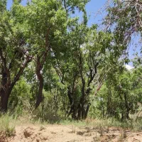 باغ بادم دیم روستای هیراب|فروش دفتر صنعتی، کشاورزی، تجاری|بروجرد, |دیوار