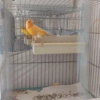 قناری پرتقالی