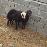 دو عدد بره ماده