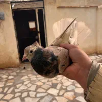 ماده هفرنگ دم سفید