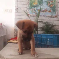 سگ اشپیتز|سگ|اصفهان, کشاورزی|دیوار