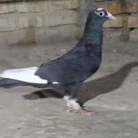 کفتر قره کرمونی