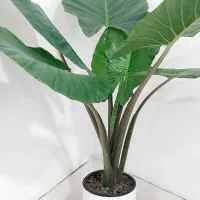 گل بابا آدم