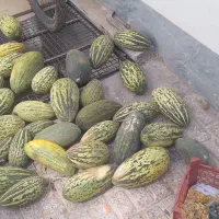 فروش مقداری خربزه محلی  مناسب