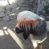 نرمیش چاق سرحال