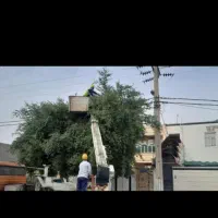 بریدن درخت و حرس کردن درخت ***رایگان