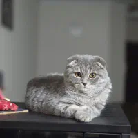 واگذاری گربه اسکاتیش|گربه|تهران, سردارجنگل|دیوار