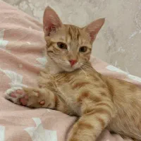 گمشده در محدوده شهید رنجبر