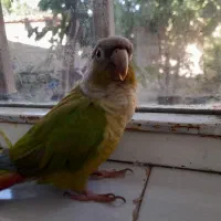 پرنده گمشده (گرینچیک)