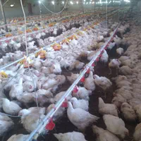 کود.کودمرغ.کودگاو.کودگوسفند.کودمرغی|خدمات باغبانی و درختکاری|شیراز, شهرک گلستان|دیوار