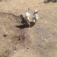 مرغ و خروس