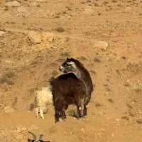 بره گوشتی بز‌گوشتی|حیوانات مزرعه|هشتگرد, خور|دیوار