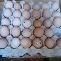 فروش تخم مرغ محلی