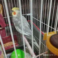 عروس هلندی هشصد تومن مقطوع