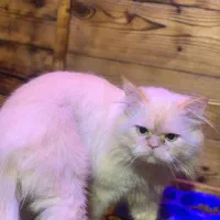 گربه پرشین اصل نر|گربه|رشت, باهنر|دیوار