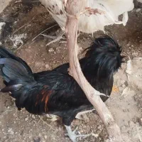 فروش خروس لهستانی و تعدادی کبوتر|حراج|قم, شاه ابراهیم|دیوار