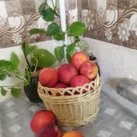 سبد|ظروف نگهدارنده، پلاستیکی، یک‌بارمصرف|بروجرد, |دیوار